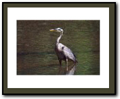 Heron Icon