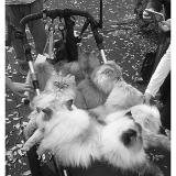 A Basket of Cats