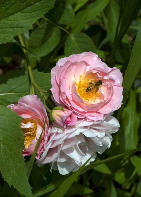 LaBeeOnRose
