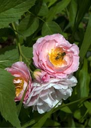 LaBeeOnRose