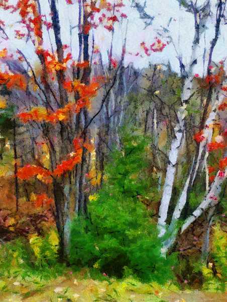 Grove Of Trees