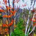 Grove Of Trees