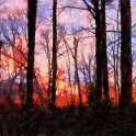 Sunset In Trees