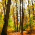 Trail