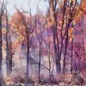 Trees and Steam