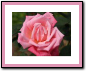 Rose Icon